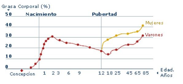 gráfico crecimiento inteligencia etapas vida