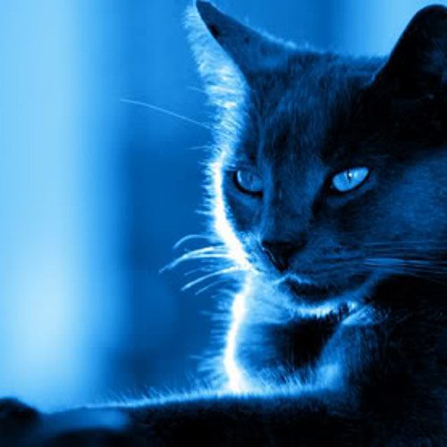 Qué año salió la canción El gato que está triste y azul 4 Qué año salió la canción El gato que está triste y azul