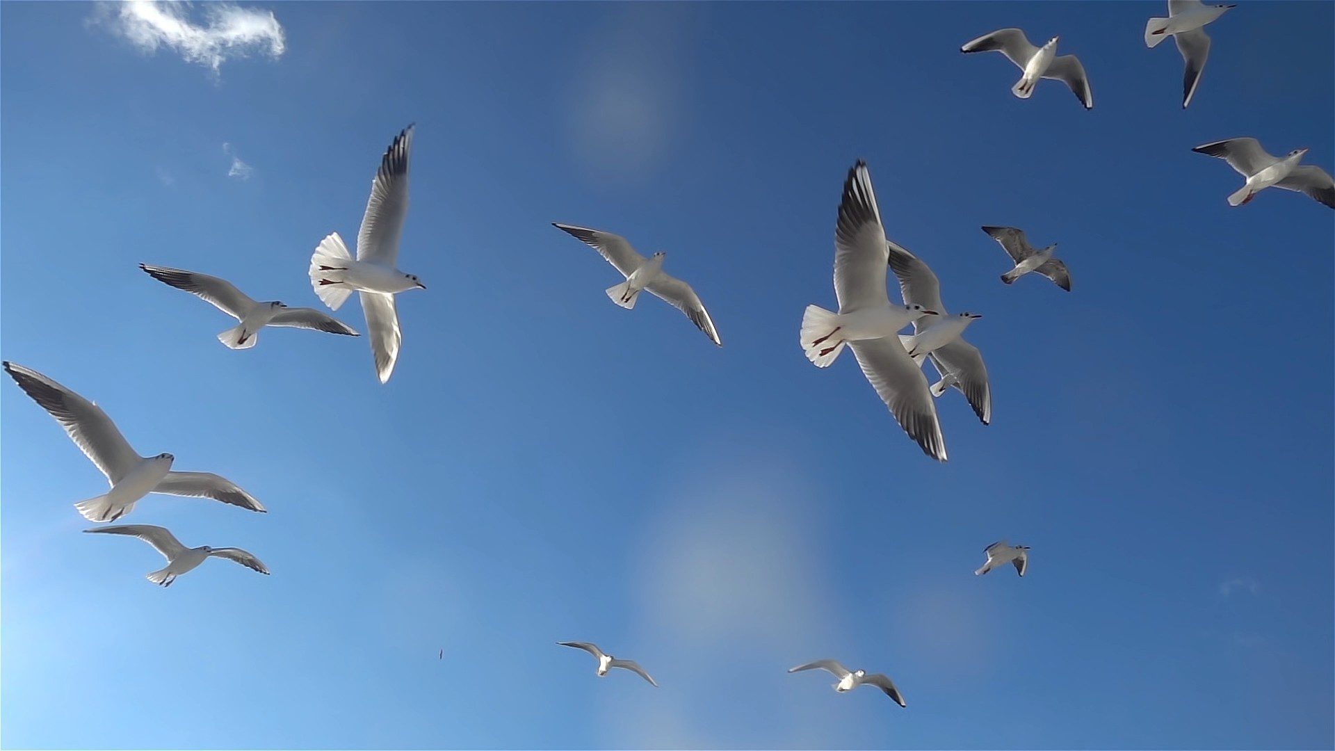Pájaro volando en el cielo azul