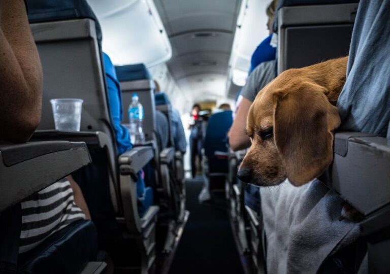 Cómo enviar a un perro solo en un avión: guía práctica