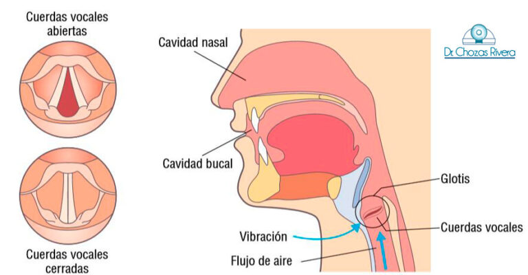 Cómo funcionan las cuerdas vocales al cantar y qué las hace vibrar 5 Cómo funcionan las cuerdas vocales al cantar y qué las hace vibrar