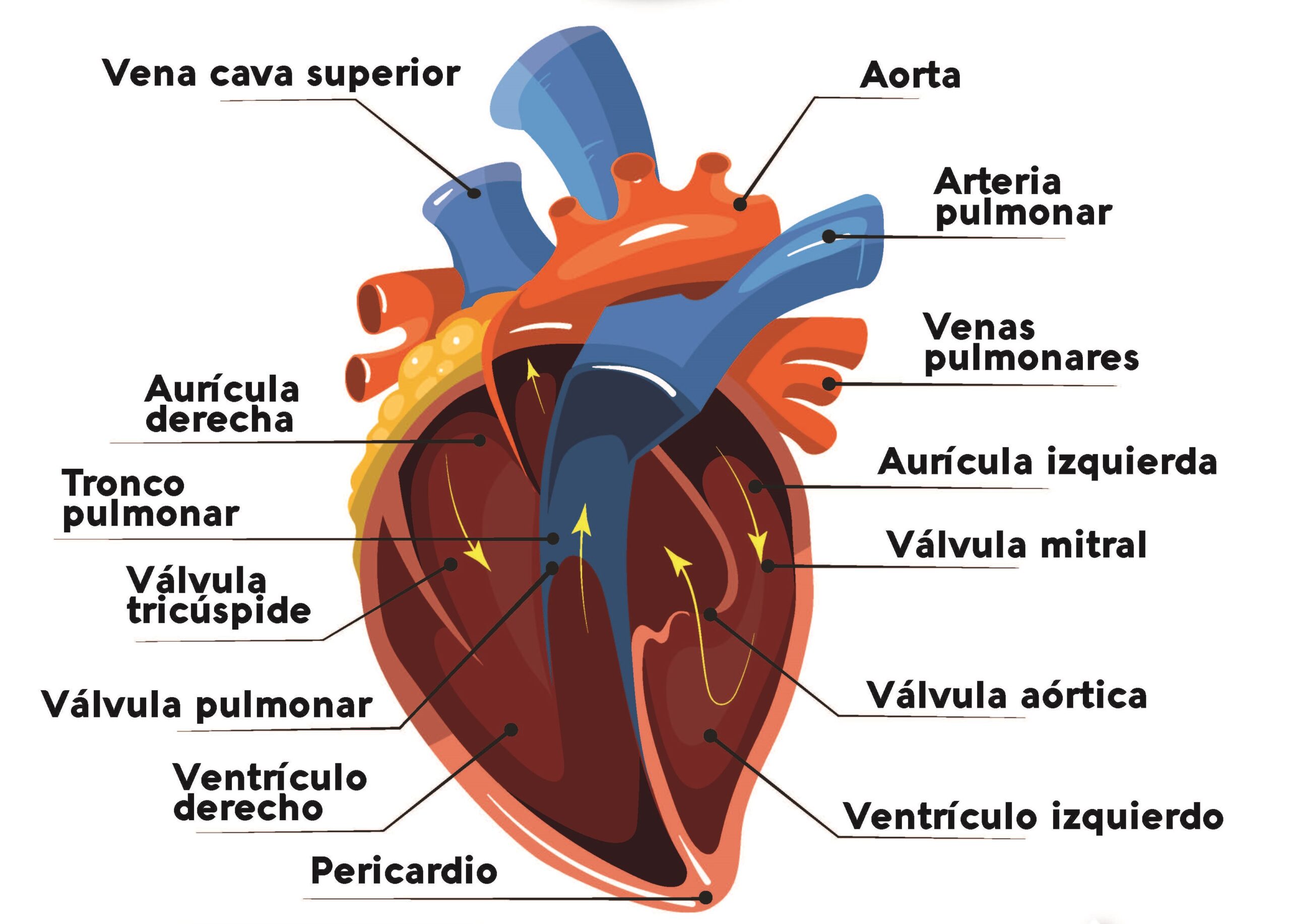 corazon 1 scaled