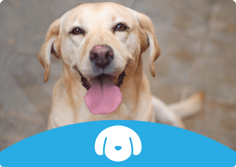 Dónde puedo adoptar perros en Querétaro: Guía Completa 3 Dónde puedo adoptar perros en Querétaro: Guía Completa