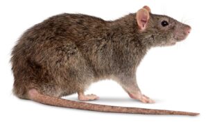 rato